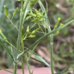 Senecio quadridentatus at Lyneham, ACT - 18 Oct 2022 04:15 PM