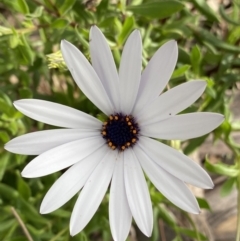 Dimorphotheca ecklonis (South African Daisy) at Lyneham, ACT - 18 Oct 2022 by NedJohnston