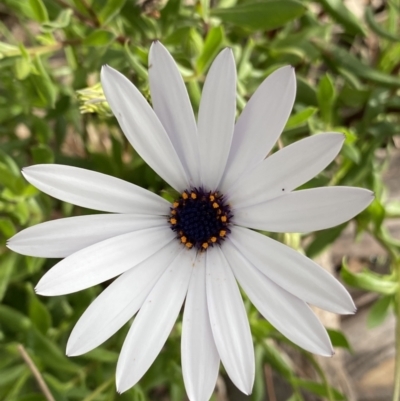 Dimorphotheca ecklonis (African Daisy) at Lyneham, ACT - 18 Oct 2022 by Ned_Johnston