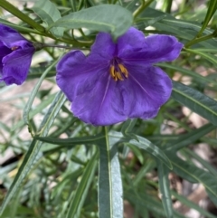 Solanum linearifolium (Kangaroo Apple) at Lyneham, ACT - 18 Oct 2022 by Ned_Johnston