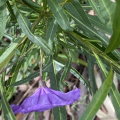 Solanum linearifolium at Lyneham, ACT - 18 Oct 2022