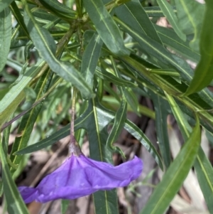 Solanum linearifolium at Lyneham, ACT - 18 Oct 2022