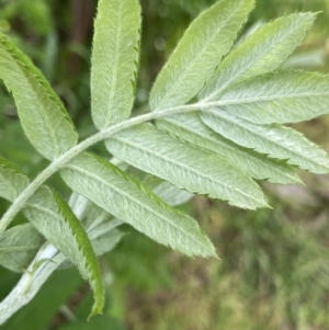 Sorbus domestica at Lyneham, ACT - 18 Oct 2022