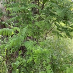 Sorbus domestica at Lyneham, ACT - 18 Oct 2022