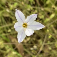 Ipheion uniflorum (Spring Star-flower) at Lyneham, ACT - 18 Oct 2022 by NedJohnston