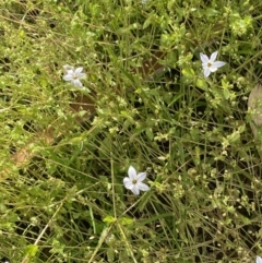 Ipheion uniflorum at Lyneham, ACT - 18 Oct 2022 04:11 PM