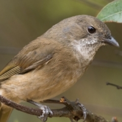 Pachycephala olivacea (Olive Whistler) at ANBG - 22 Oct 2022 by patrickcox