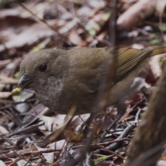 Pachycephala olivacea at Acton, ACT - 23 Oct 2022