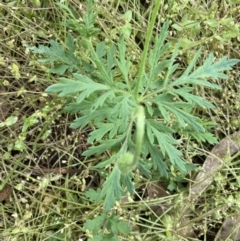 Papaver dubium at Lyneham, ACT - 18 Oct 2022 04:10 PM