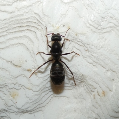 Iridomyrmex purpureus (Meat Ant) at McKellar, ACT - 20 Oct 2022 by Birdy