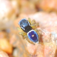 Maratus hesperus (Venus Peacock Spider) at Bungendore, NSW - 23 Oct 2022 by Harrisi