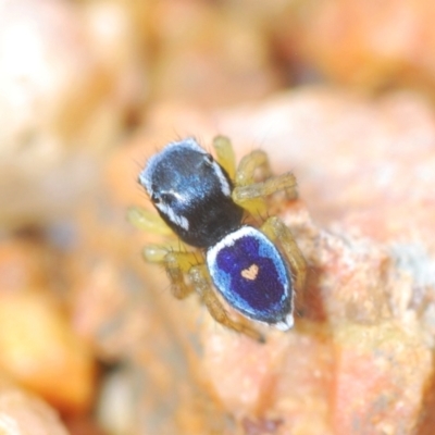Maratus hesperus (Venus Peacock Spider) at Bungendore, NSW - 23 Oct 2022 by Harrisi