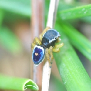 Maratus hesperus at Bungendore, NSW - 23 Oct 2022