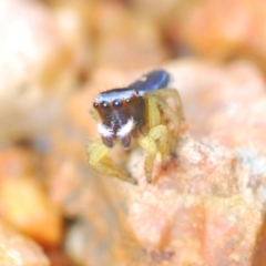 Maratus hesperus at Bungendore, NSW - 23 Oct 2022