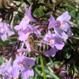 Apis mellifera at Evatt, ACT - 23 Oct 2022