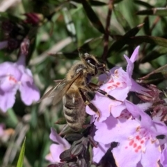 Apis mellifera at Evatt, ACT - 23 Oct 2022