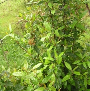 Viburnum tinus at Fisher, ACT - 23 Oct 2022