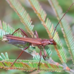 Macrones sp. (genus) (A wasp mimicking longhorn beetle) at Lake George, NSW - 23 Oct 2022 by Harrisi