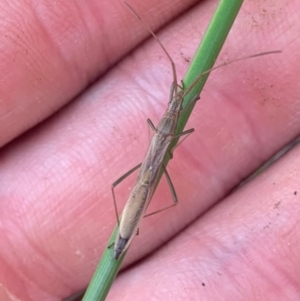 Mutusca brevicornis at Florey, ACT - 23 Oct 2022 07:29 PM