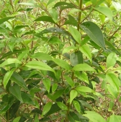 Ligustrum lucidum (Large-leaved Privet) at Mount Taylor - 23 Oct 2022 by MatthewFrawley