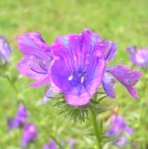 Echium plantagineum at Fisher, ACT - 23 Oct 2022