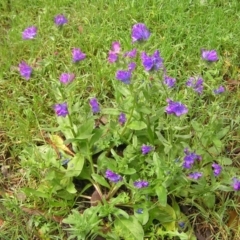 Echium plantagineum at Fisher, ACT - 23 Oct 2022