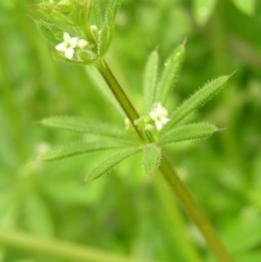 Galium aparine (Goosegrass, Cleavers) at Fisher, ACT - 23 Oct 2022 by MatthewFrawley