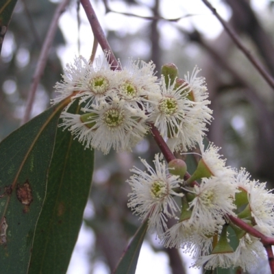 Eucalyptus dives (Broad-leaved Peppermint) at Kambah, ACT - 23 Oct 2022 by MatthewFrawley