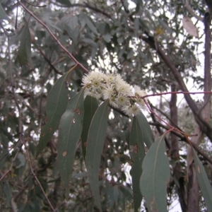 Eucalyptus dives at Mount Taylor - 23 Oct 2022