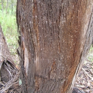 Eucalyptus dives at Mount Taylor - 23 Oct 2022