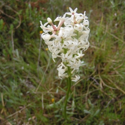 Stackhousia monogyna (Creamy Candles) at Kambah, ACT - 23 Oct 2022 by MatthewFrawley