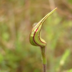 Caladenia atrovespa (Green-comb Spider Orchid) at Kambah, ACT - 23 Oct 2022 by MatthewFrawley