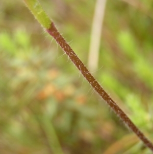 Caladenia atrovespa at Kambah, ACT - suppressed