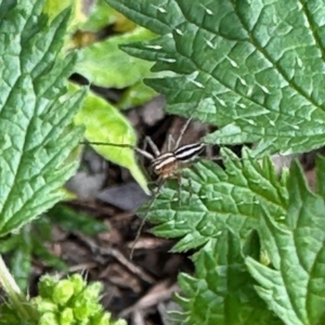 Oxyopes sp. (genus) at Aranda, ACT - 23 Oct 2022