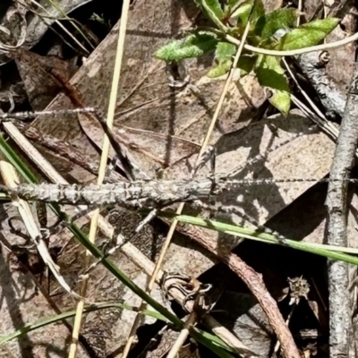 Zaprochilus australis (Twig-mimic katydid) at Carwoola, NSW - 15 Oct 2022 by KMcCue