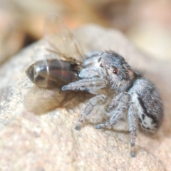 Maratus calcitrans (Kicking peacock spider) at Carwoola, NSW - 23 Oct 2022 by Harrisi