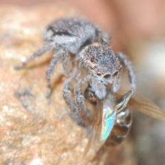 Maratus calcitrans at Carwoola, NSW - 23 Oct 2022