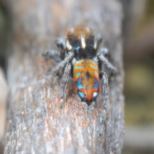 Maratus calcitrans at Carwoola, NSW - 23 Oct 2022