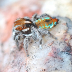 Maratus calcitrans at Carwoola, NSW - 23 Oct 2022