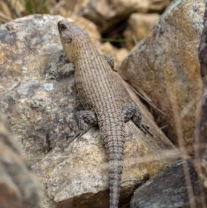 Egernia cunninghami at Hackett, ACT - 20 Oct 2022 11:41 AM