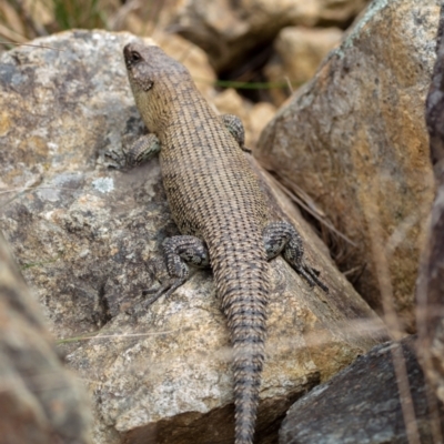 Egernia cunninghami (Cunningham's Skink) at Mount Majura - 20 Oct 2022 by Boagshoags