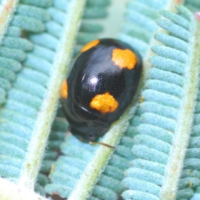 Peltoschema tetraspilota (Leaf beetle) at Bywong, NSW - 23 Oct 2022 by Harrisi