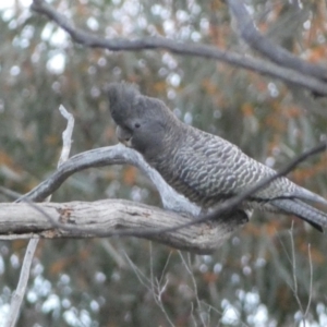 Callocephalon fimbriatum at Jerrabomberra, NSW - 23 Oct 2022