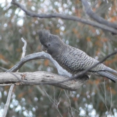 Callocephalon fimbriatum (Gang-gang Cockatoo) at Mount Jerrabomberra - 23 Oct 2022 by Steve_Bok
