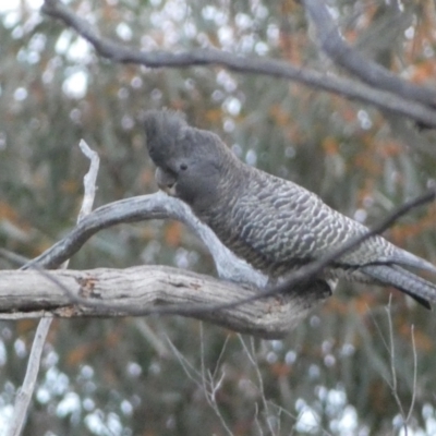 Callocephalon fimbriatum (Gang-gang Cockatoo) at Mount Jerrabomberra - 23 Oct 2022 by SteveBorkowskis