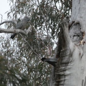 Callocephalon fimbriatum at Jerrabomberra, NSW - 23 Oct 2022