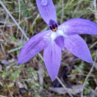 Glossodia major (Wax Lip Orchid) at Hackett, ACT - 23 Oct 2022 by abread111