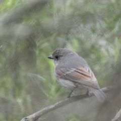 Pachycephala pectoralis (Golden Whistler) at Mount Jerrabomberra QP - 23 Oct 2022 by Steve_Bok