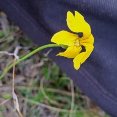 Goodenia pinnatifida (Scrambled Eggs) at Hackett, ACT - 23 Oct 2022 by abread111