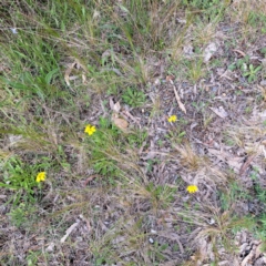 Goodenia pinnatifida at Hackett, ACT - 23 Oct 2022 04:35 PM